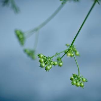 Organic Cilantro, Santo Coriandrum sativum  .750 grams